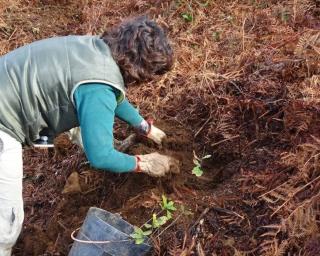 ADRA garante 1150 árvores à QUERCUS para reflorestação do Cabeço do Santo.