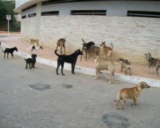 Câmara de Ílhavo está atenta e a atuar na questão do “problema” denunciado pelo PS das “matilhas de cães errantes.