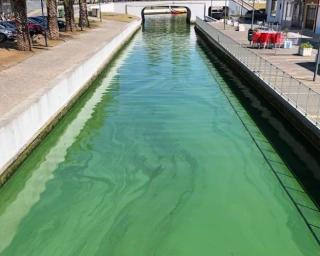 Algas na origem de coloração verde das águas do canal do Paraíso.