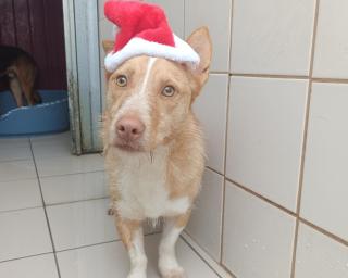 mensagem de natal de tratadora do canil