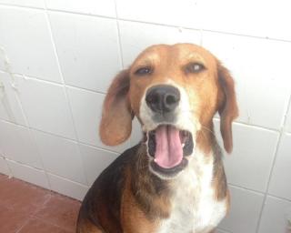 Banco animal do Aveiro Center atingiu a marca de 10 toneladas de alimentos para animais.