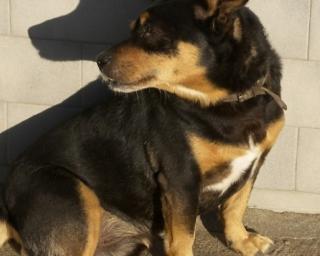 Ílhavo: PAN lança debate sobre saúde animal.