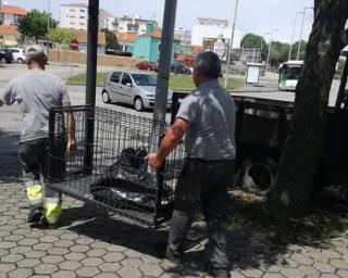 Aveiro BE questiona autarquia sobre abate de animal errante.