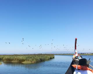 Murtosa: Passeio de observação de aves na celebração do Dia Mundial das Zonas Húmidas.