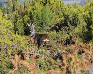 UA colabora na reintrodução do corço nas serras da Arada, Freita e Montemuro.