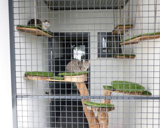 anadia apoia coletivos de cuidados com saúde animal