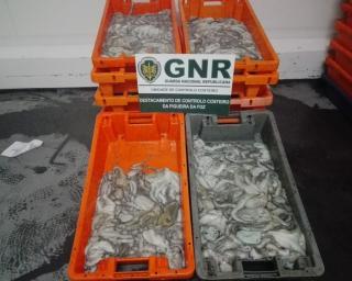 GNR da Gafanha da Nazaré apreendeu 300 kg de polvo.