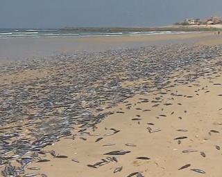 Milhares de peixes mortos deram à costa em Cortegaça.