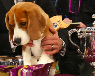 “Mediterranean Winner Show” é o grande destaque da edição deste ano da Exposição Canina e Felina Internacional de Aveiro.