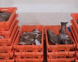 Gafanha da Nazaré: GNR apreende 233 quilos de pescado por fuga à lota.