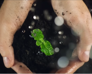 em verde vivo premiado em festival de cinema
