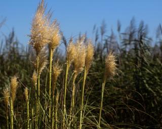 Estarreja: Voluntariado combate dispersão de erva-das-pampas no BioRia.