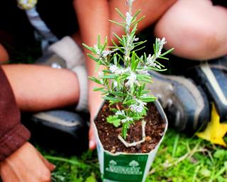 Escoteiros de Aveiro lança projeto de promoção da biodiversidade.