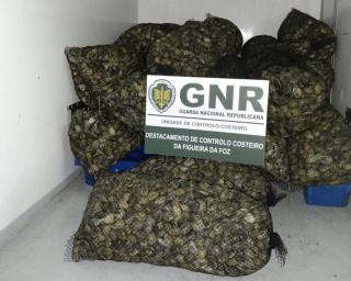 GNR: 185 quilos de bivalves apreendidos “por falta de rastreabilidade” na gafanha da Nazaré.