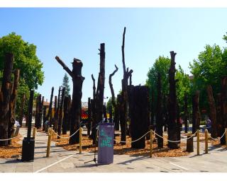 Águeda inaugura a mostra “A Última Floresta” na confrontação do público com impacto dos incêndios florestais