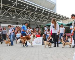 Aveiro acolhe este fim de semana semana mais uma Exposição Canina e Felina Internacional.