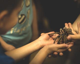Fábrica guia viagem ao mundo das aranhas.
