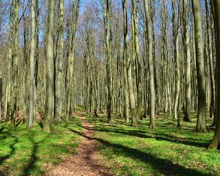 BE: Aprovada taxa sobre as celuloses e a indústria da floresta intensiva. Bloco consegue compromisso do Governo para taxa sobre as celuloses e indústria da floresta.