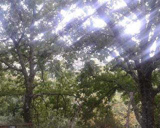 Alvorecer Florestal promove tertúlia sobre promoção das florestas autóctones.