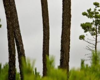 ASPEA em ação de limpeza na quinta ecológica da Moita.