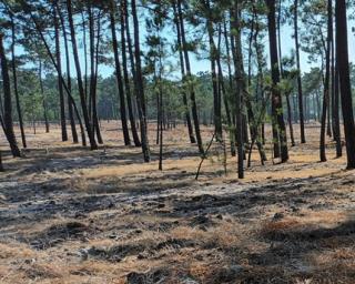 ilhavo celebra acordo com o estado para limpeza de floresta