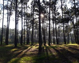 Ovar: Autarquia e Juntas de Freguesias em conferência conjunta sobre Plano de Gestão Florestal.