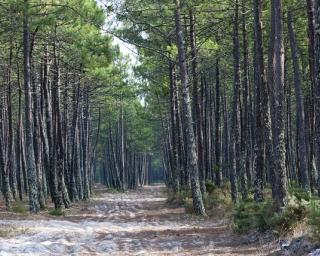 Proteção Civil alerta para o incremento do perigo de Incêndio Rural.