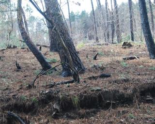 Incêndio de Oliveira de Frades já entrou em Sever do Vouga.