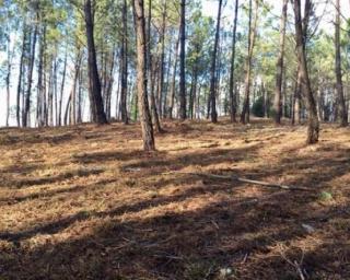Aveiro já aprovou plano municipal de defesa da floresta.