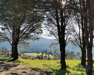  UA em projeto sobre gestão e proteção das florestas em Portugal.