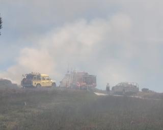 Investigadores da UA vão estudar resiliência da floresta aos incêndios.