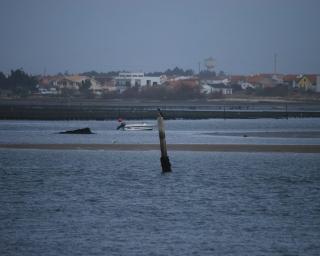 CDS quer análises à água de acordo com ciclo dos mariscadores da ria de Aveiro.