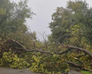 Ílhavo: Mau tempo com alagamentos e queda de árvores.