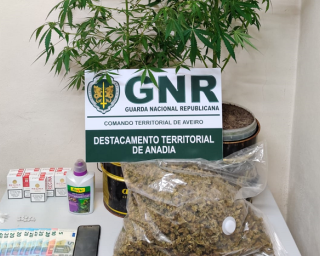 GNR no combate aos estupefacientes em Oliveira do Bairro e Vagos. 