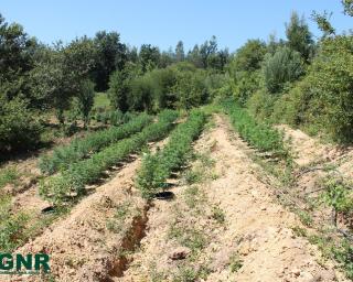 GNR de Arrancada em patrulhamento na floresta encontra plantação de cannabis.