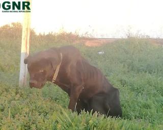 GNR: Homem identificado por maus tratos a um cão.