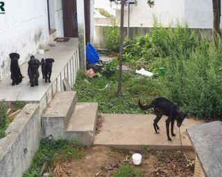 GNR de Santa Maria da Feira: Identificados por maus tratos a animais de companhia.