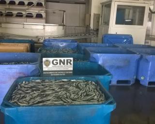 Gafanha da Nazaré: GNR apreendeu biqueirão.