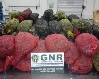 GNR apreendeu 1,5 toneladas de crustáceos e pescado.