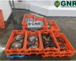 Gafanha da Nazaré: GNR apreendeu pescado. 