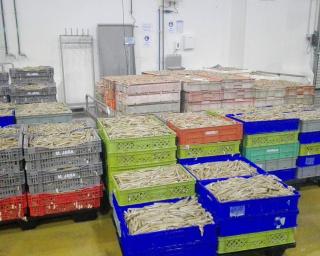 GNR apreendeu bivalves em Estarreja.