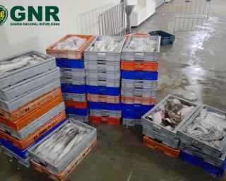 Gafanha da Nazaré: GNR apreendeu pescado sem comprovativo de primeira venda em lota.