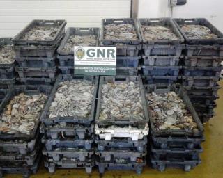 Gafanha da Nazaré: GNR apreendeu polvo sem medidas para comercialização.