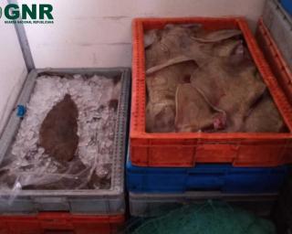 GNR da Gafanha da Nazaré apreendeu 282 quilos de pescado fresco sem regime de primeira venda.