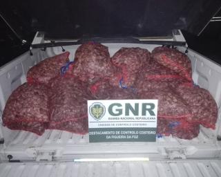 GNR: Apreensão de 290 quilos de ameijoa macha em Aveiro.