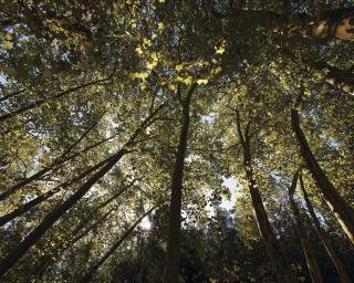 Dia da Floresta Autóctone assinalado em Anadia.