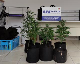 Ovar: PSP detetou plantação de cannabis no interior de uma residência.