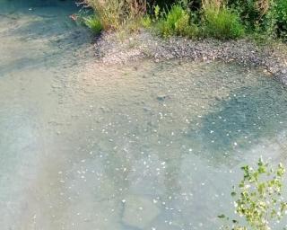 Movimento Cívico 'Albergaria + Verde' preocupado com poluição em Rios locais.