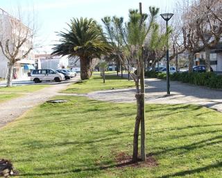 Câmara de Ílhavo renova arborização nas Praias da Barra e da Costa Nova.