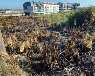 Incêndio em mato nas Barrocas lança alerta sobre segurança das habitações.